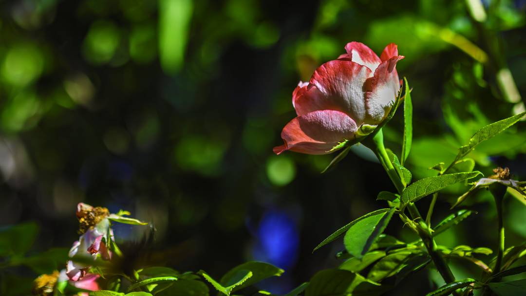 Rose solitaire